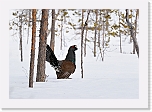 capercaillie metso_3080 * 2732 x 1900 * (2.12MB)